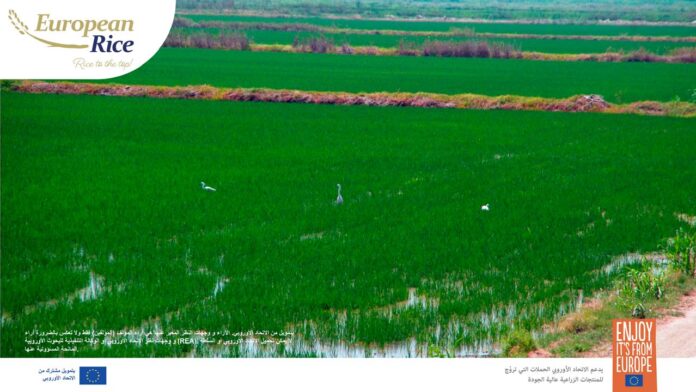 الأرز الأوروبي: إنتاج مستدام ونكهة فريدة