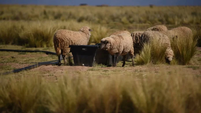 الإعصار-دانيال-يلقي-بظلاله-على-أسعار-الأضاحي-في-ليبيا-1718024020598_highres