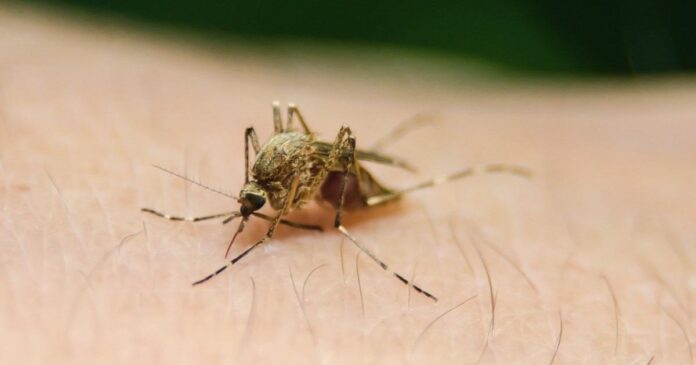 انتشار مرض حمى النيل الغربي .. و 