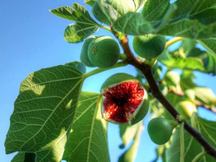 المستقل الاخباري زراعة لواء الوسطية تحذر المزارعين من ذبابة شجر التين المستقل الاخباري زراعة لواء الوسطية تحذر المزارعين من ذبابة شجر التين