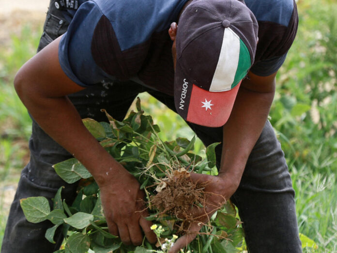 مجلس الوزراء يوافق على معدل نظام عمال الزراعة - تفاصيل