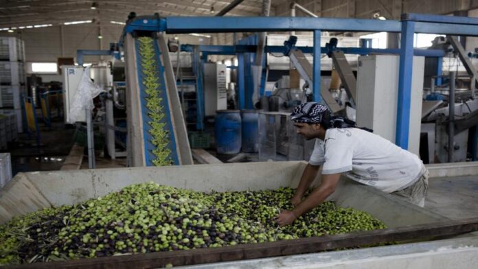 تكدس محصول الزيتون في معاصر اربد !!