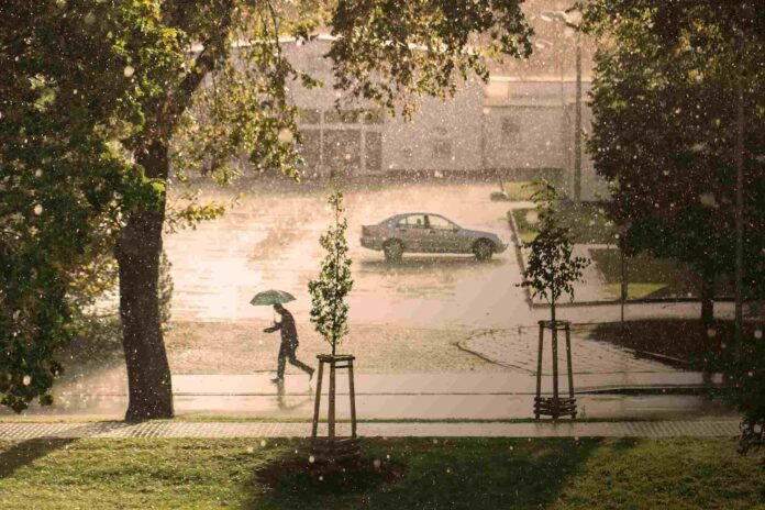 ال خطاب : ضعف الهطول المطري لا يعد مؤشرا على أداء الموسم - تفاصيل ال خطاب : ضعف الهطول المطري لا يعد مؤشرا على أداء الموسم - تفاصيل