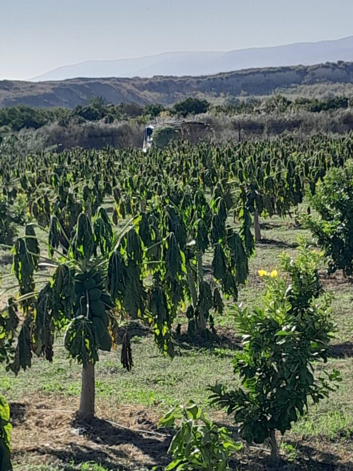 الصقيع يضرب مزارع الخضراوات في الاغوار الشمالية - صور