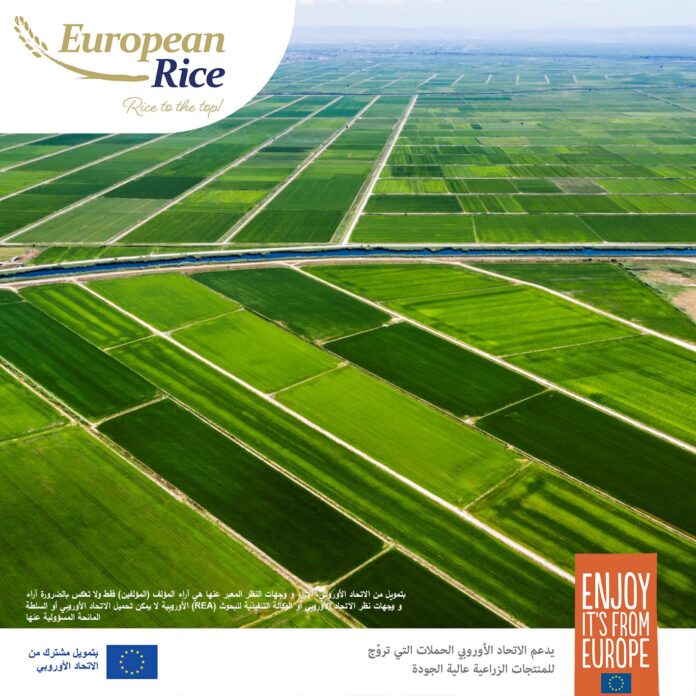 الأرز الأوروبي في الأردن: الحقائق الغذائية والفوائد الفريدة الأرز الأوروبي في الأردن: الحقائق الغذائية والفوائد الفريدة