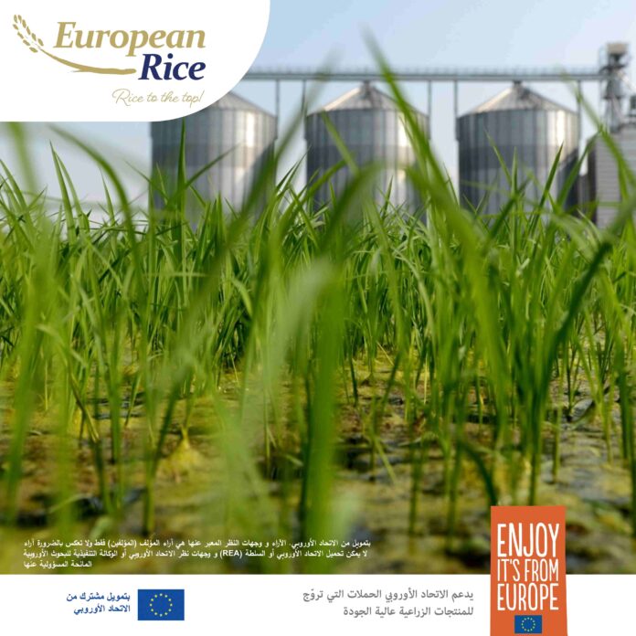 استدامة الأرز الأوروبي: كيف تقود أوروبا الطريق
