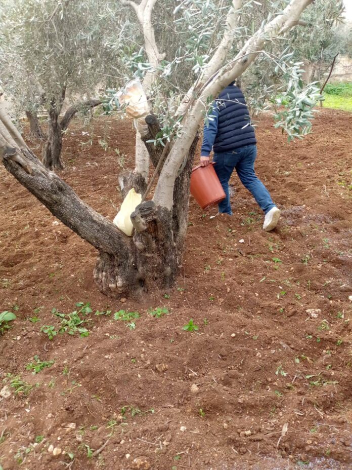 زراعة الوسطية تواصل تنفيذ برنامج المدرسة الحقلية