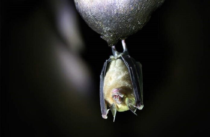 فيروس كورونا يعود الى الواجهة مجددا .. اين اكتشف ؟