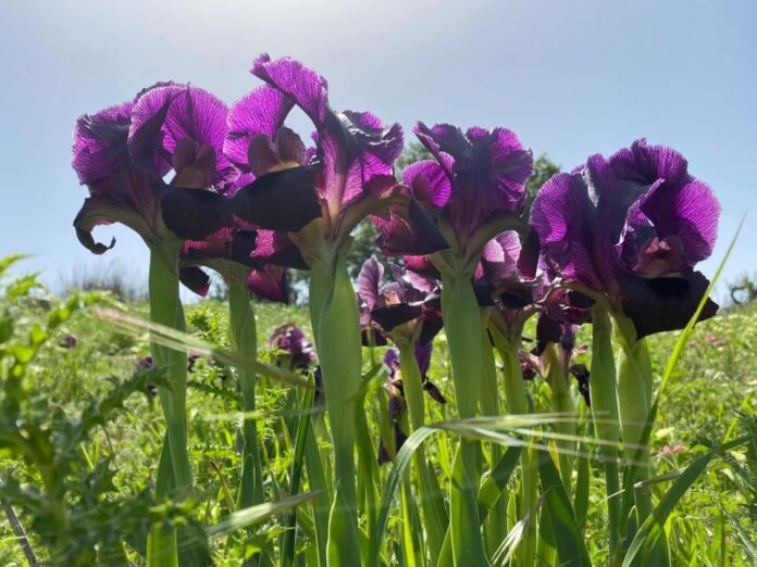 طقس معتدل في اغلب المناطق اليوم واجواء خماسينية غدًا