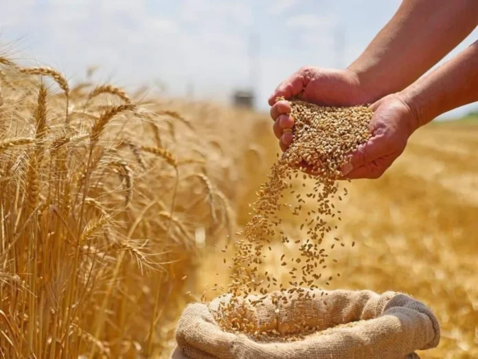 الأردن يستأنف تصدير القمح والطحين والحليب المجفف