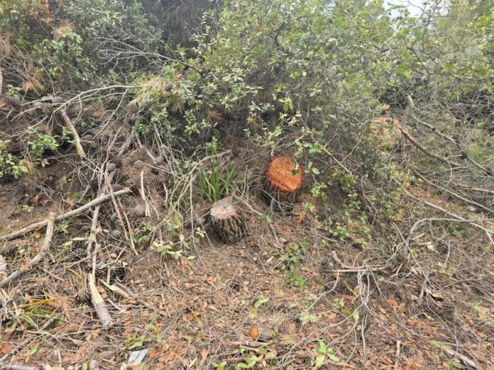 تغريم معتدي على الاشجار الحرجية بقيمة 10 آلاف دينار تغريم معتدي على الاشجار الحرجية بقيمة 10 آلاف دينار