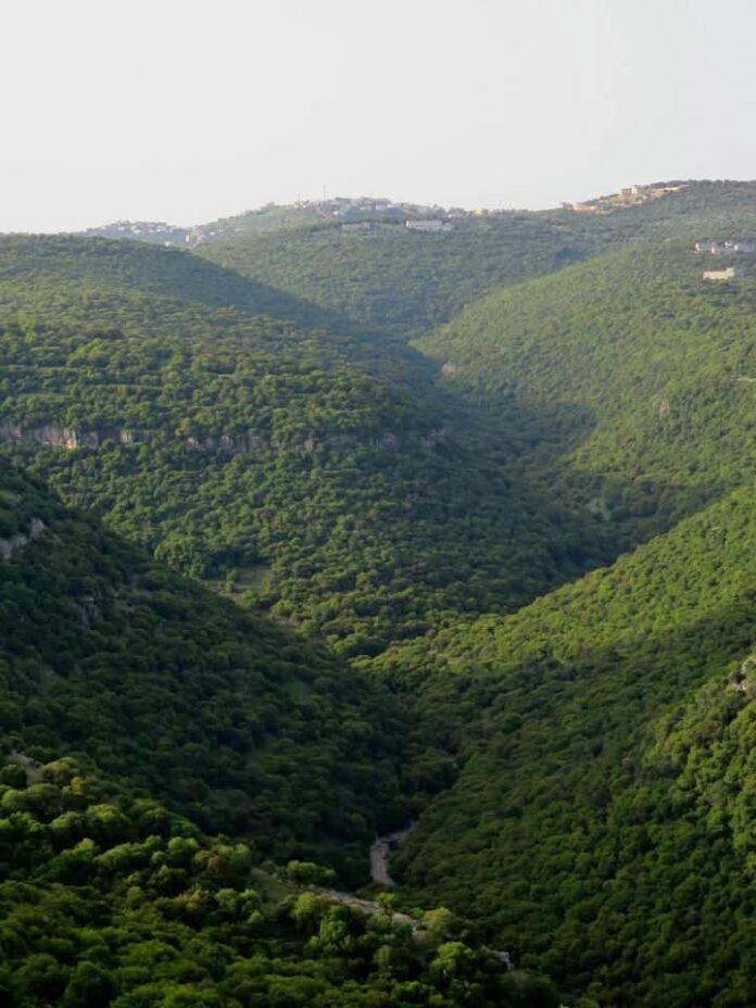 غابات المزار الشمالي.... أخوات متعانقات تتراقص بينهم أشعة الشمس
