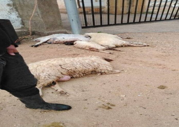 نفوق أغنام جراء صاعقة رعدية في الكرك - صور