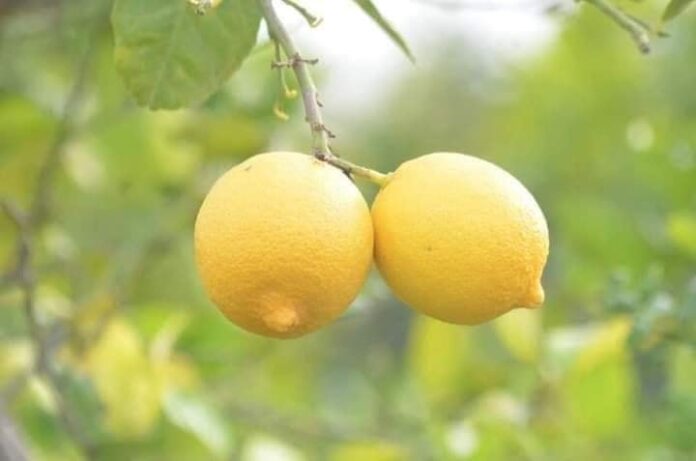 حماية المستهلك تطالب بوضع سقوف سعرية لمادة الليمون وحماية المنتج المحلي