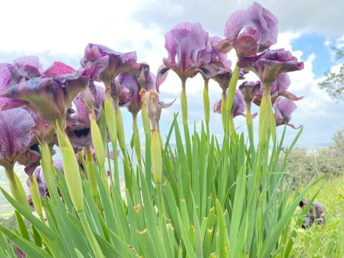 طقس معتدل اليوم ومغبر ليلًا في مناطق البادية طقس معتدل اليوم ومغبر ليلًا في مناطق البادية