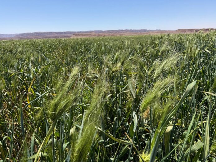 ارتفاع أسعار المنتجين الزراعيين في الربع الأول للعام الحالي