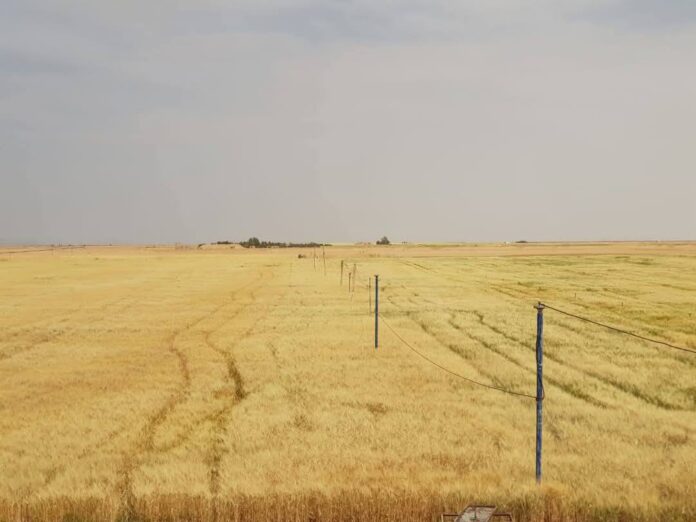 طرح عطاء لشراء كميات من القمح