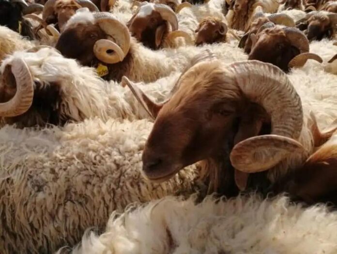 الإفتاء: عدم جواز ذبح الأضاحي في الساحات العامة والشوارع الإفتاء: عدم جواز ذبح الأضاحي في الساحات العامة والشوارع