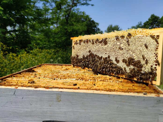 شاهد الفيديو : 250 مليون نحلة تثير الذعر في أمريكا ؟!