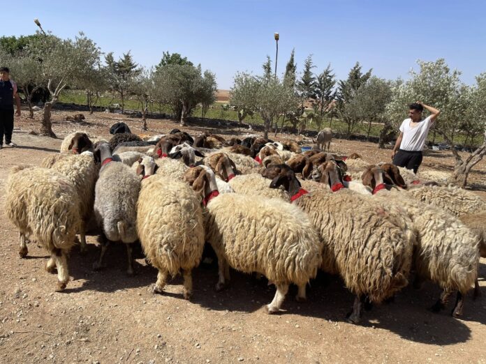 المستهلك تطالب المواطنين بالالتزام بالاماكن المحددة لذبح الاضاحي