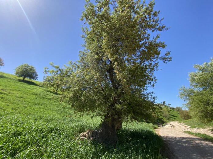 انجاز زراعة 2 مليون و 155 الف شجرة في الاردن انجاز زراعة 2 مليون و 155 الف شجرة في الاردن