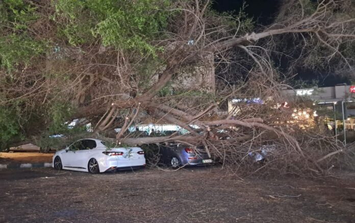 سقوط شجرة معمرة في العقبة يتسبب باضرار لـ 3 سيارات