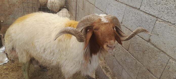 وزارة الزراعة تعيد فتح منشآت تصدير الأغنام الى السعودية وزارة الزراعة تعيد فتح منشآت تصدير الأغنام الى السعودية