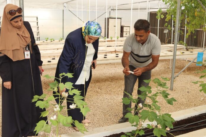 نجاح تجربة بحثية لزراعة القطن في مشتل فيصل الزراعي بجرش