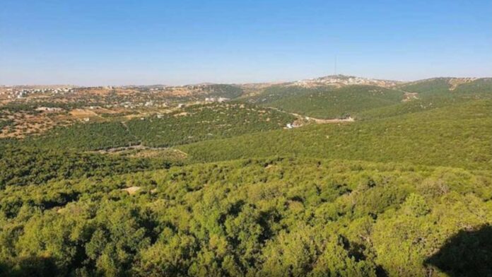 التوسع في مشروعات التحريج لتعزيز الاستدامة البيئية في عجلون