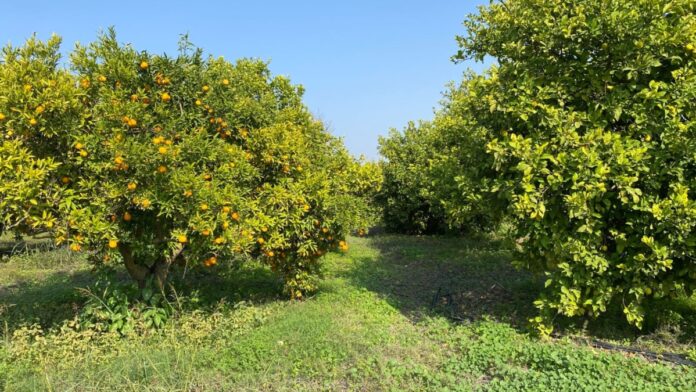 هام للمزارعين في لواء الاغوار الشمالية - تفاصيل