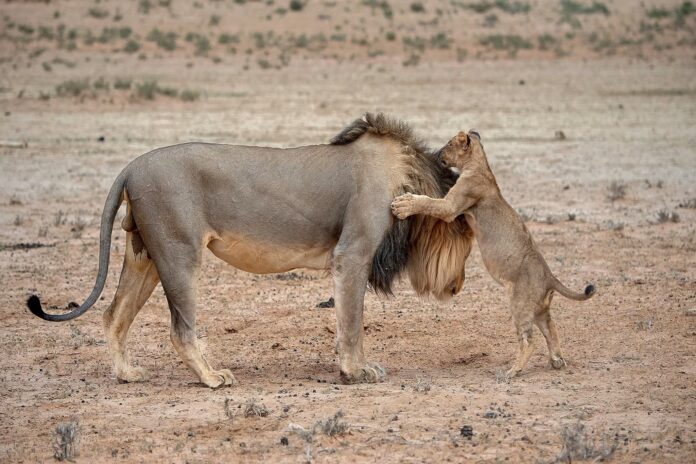 مصور يوثق شبل أسد يشعر بالتخمة بعد وجبة دسمة - صور